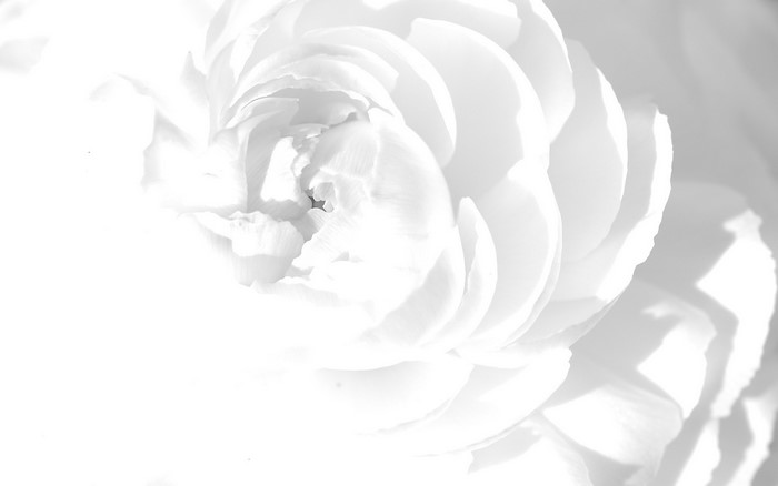 Close-up of a white flower with layered petals