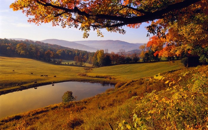 Autumn landscape with a pond and grazing animals