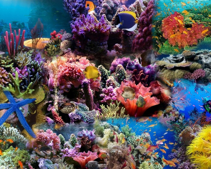 Colorful Coral Reef with Various Fish and Starfish