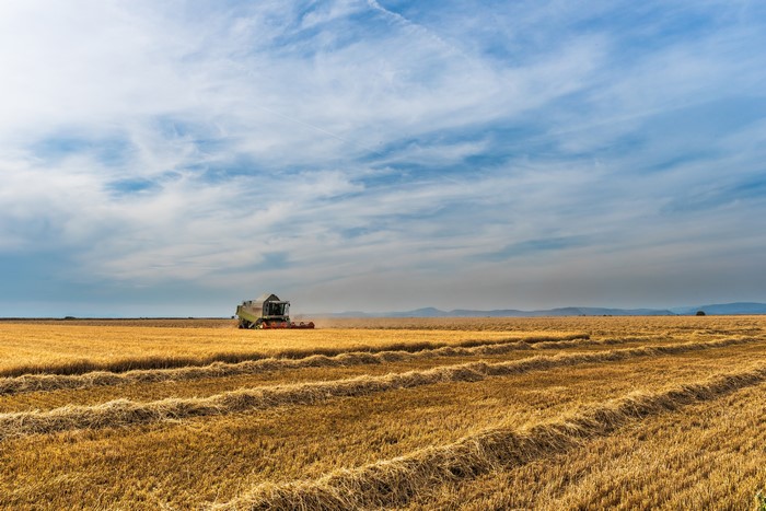 Combine harvester in a golden wheat field under a cloudy sky