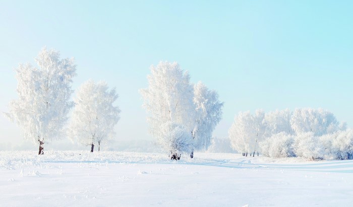 Snow-covered trees in a winter landscape
