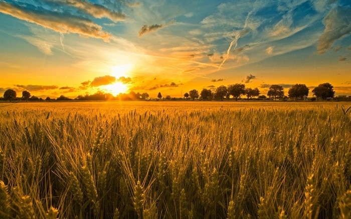 Wheat field at sunset with orange sky and clouds
