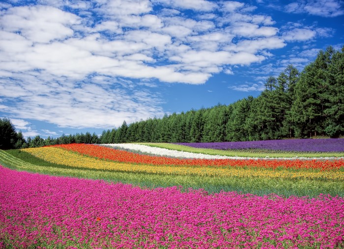 Flower fields in Hokkaido, Japan