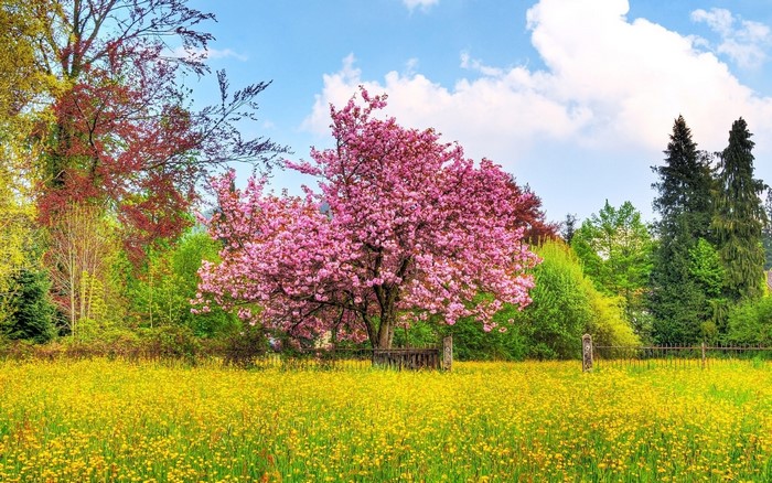 Blooming Pink Cherry Tree in Wildflower Field