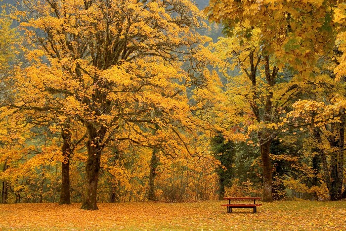 Autumn park with golden trees and a bench