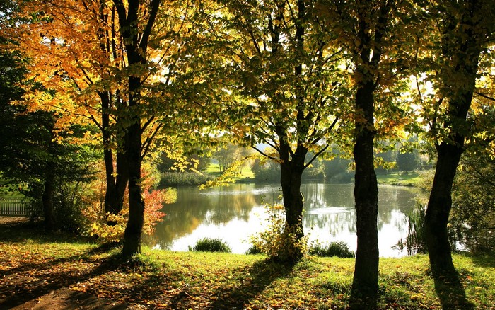 Trees with autumn leaves by a lake in a park