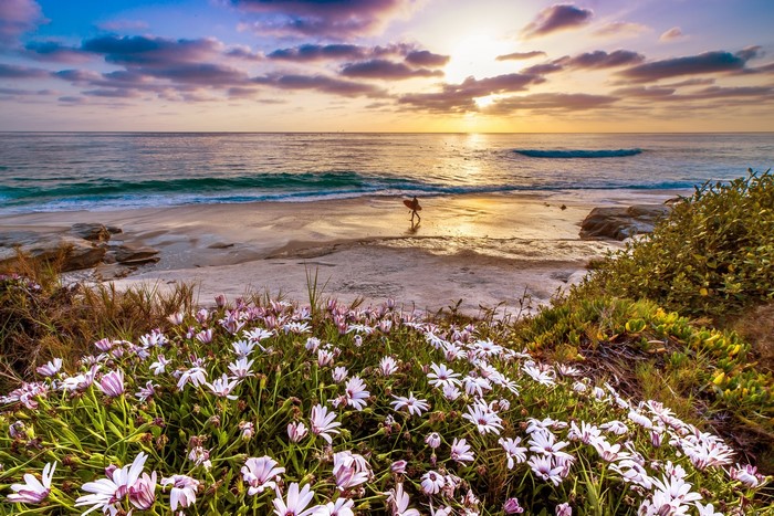 Sunset over the Pacific Ocean with Flowers and Surfer