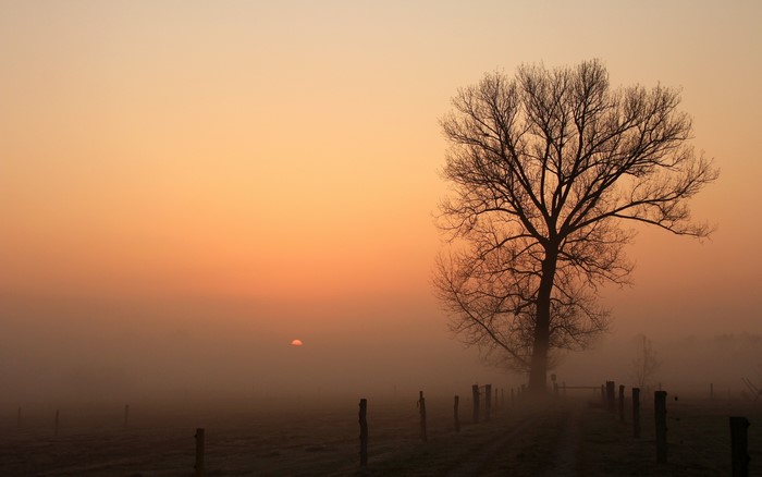 Tree in fog at sunrise with fence posts