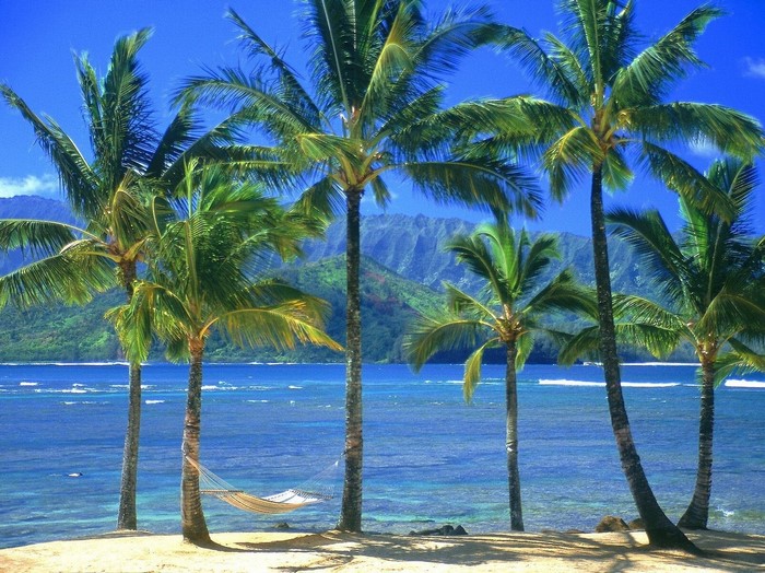 Hammock between palm trees on a tropical beach