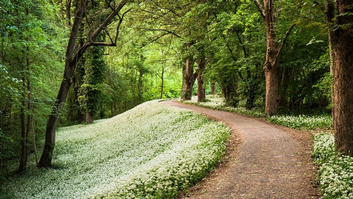 Serene Forest Path Surrounded by Greenery and White Flowers