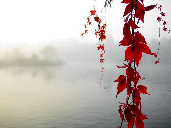 Red leaves hanging over a foggy lake