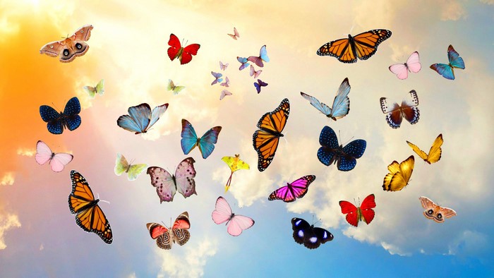 Collage of Butterflies in the Sky