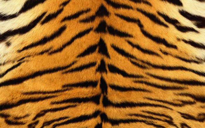 Tiger fur with black stripes