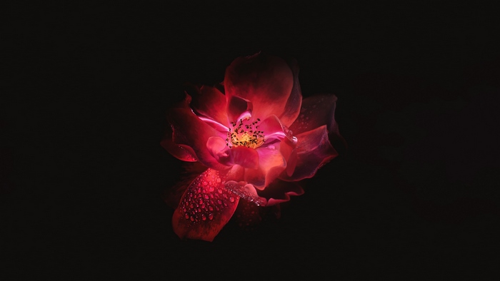 Red rose with water droplets on black background 4K