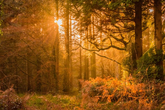 Sunbeams in a forest during sunset