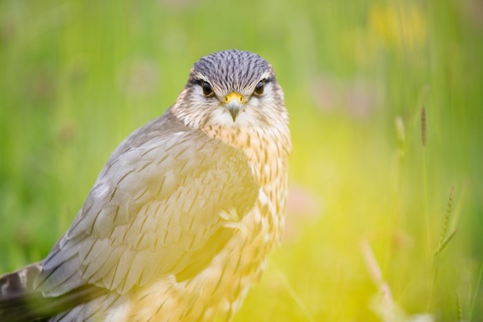 Close-up portrait of a Merlin bird of prey