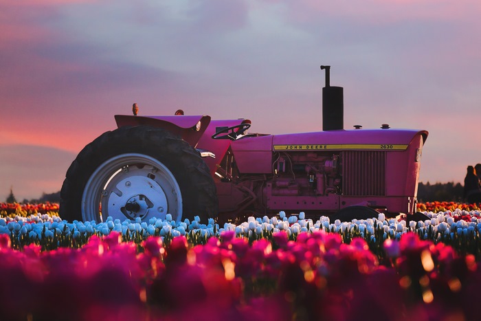Pink John Deere 2630 tractor in a tulip field at sunset