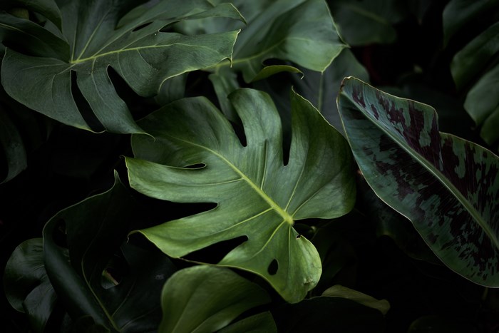 6000x4000 gardener, Public domain images, leaf, natural, vein, pattern ...