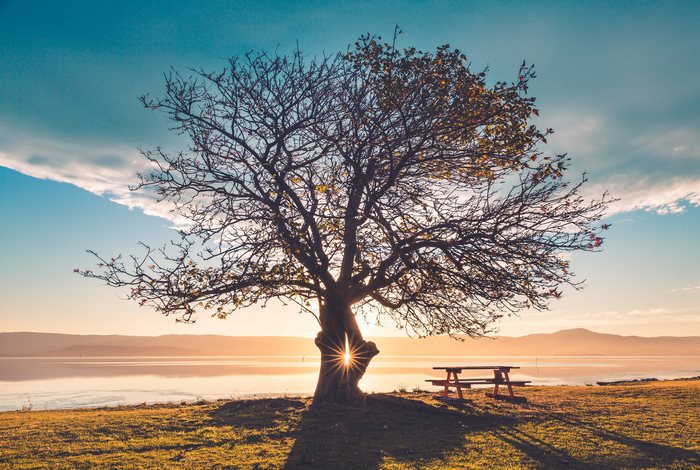 Tree and picnic bench by the water at sunset