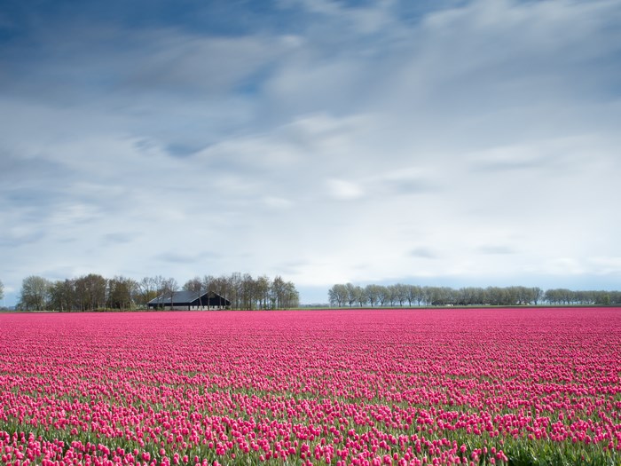 Vast Pink Tulip Field and Farmhouse in Netherlands