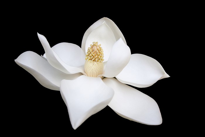 White Magnolia flower with yellow stamen on black background