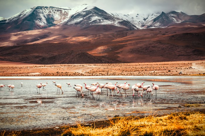 Flamingos in a lake with snow-capped mountains