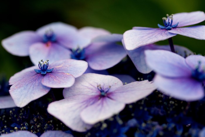 Close-up of purple Hydrangea flowers in Point Roberts