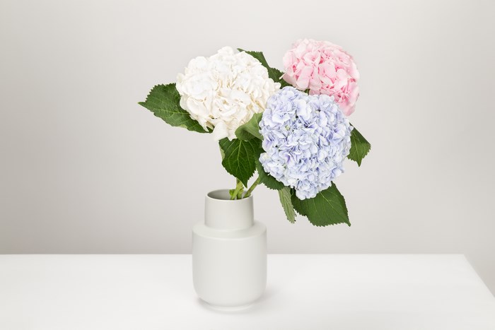 Three hydrangeas in a vase on a table