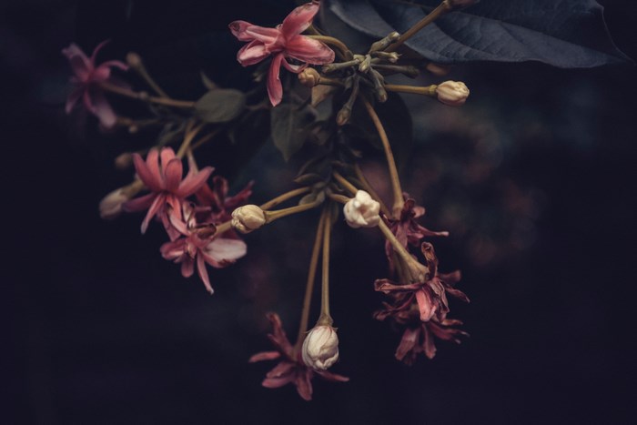 Close-up of pink and white flowers on a dark background