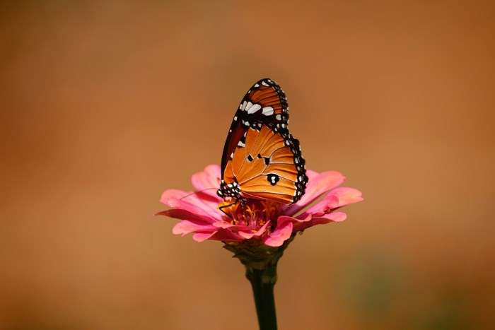 Orange butterfly perched on a pink flower