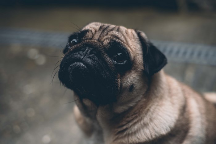 Close up of a pug dog's face