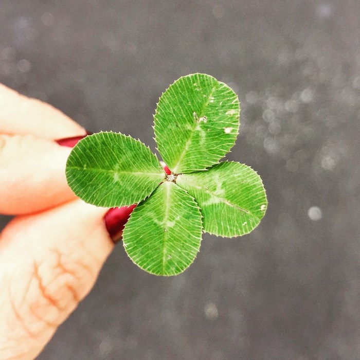 A hand holds a four-leaf clover