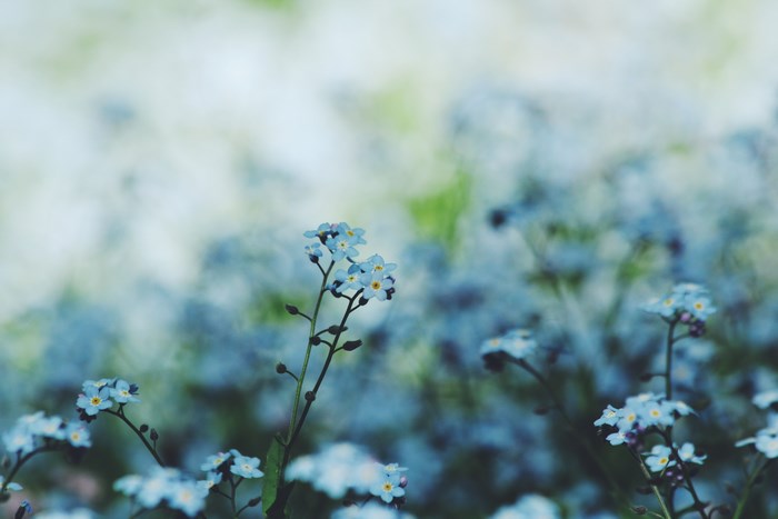 Forget-me-not flowers in a garden with shallow depth of field