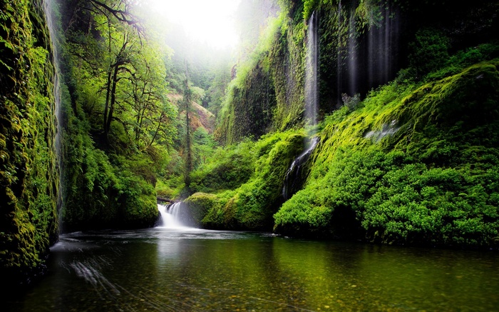 Moss-covered cliffs and waterfalls in a forest