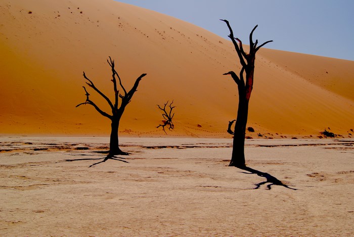 Dead trees in the Namibian desert of Sossusvlei