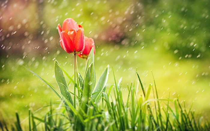 Red tulips in the rain