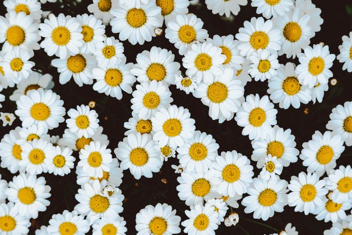 5292246 4896x3264 spring, flower wallpapers, flower background, flower  field, flower, white, Free images, bloom, white and yellow, wallpaper, cool  wallpapers, floral background, nature, filed, yellow, blooming, cool  backgrounds, filed of flowers -