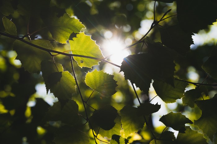 Sunlight shining through green leaves in a forest