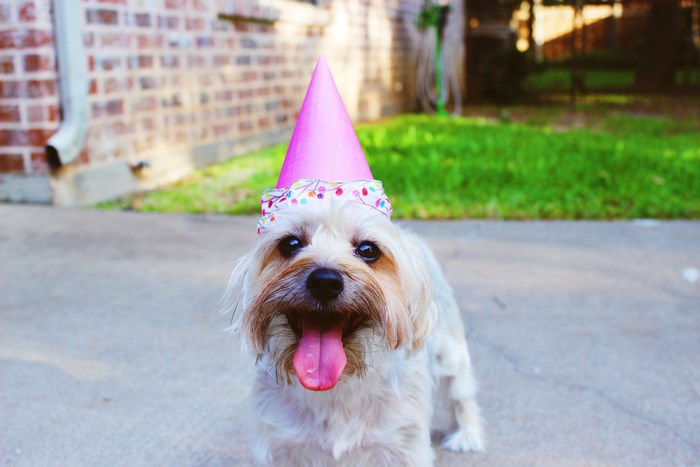 Happy dog wearing pink birthday hat outdoors