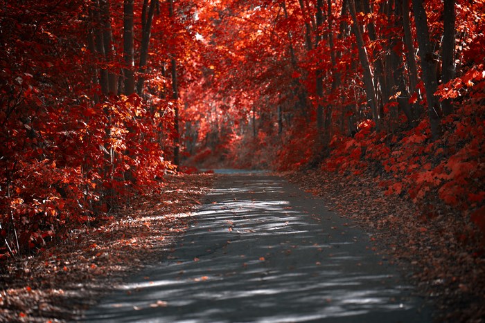 Autumn road through a forest with red leaves