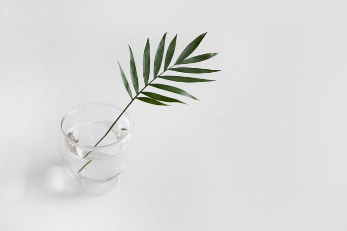 A single green leaf in a glass of water