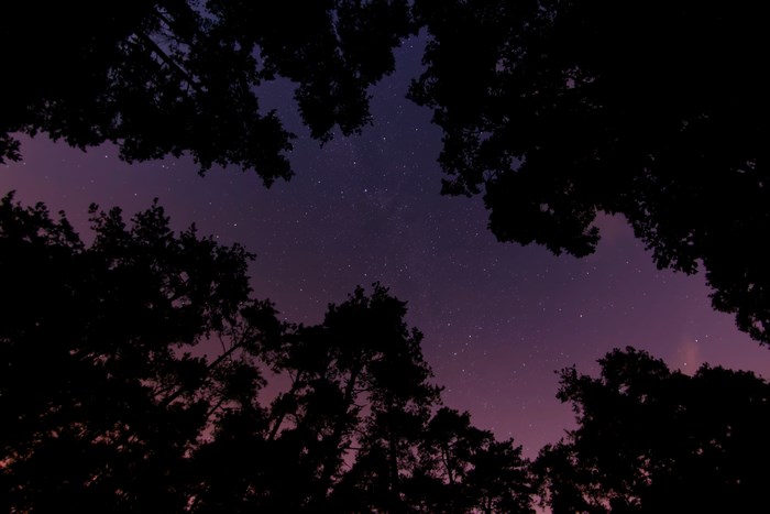 Starry night sky seen through silhouetted trees