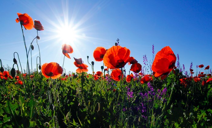 Field of red poppies under a bright sun