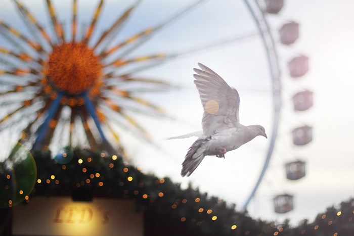Pigeon flying in front of Ferris wheel at Alexanderplatz