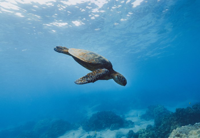 Sea Turtle Swimming Above Coral Reef Underwater
