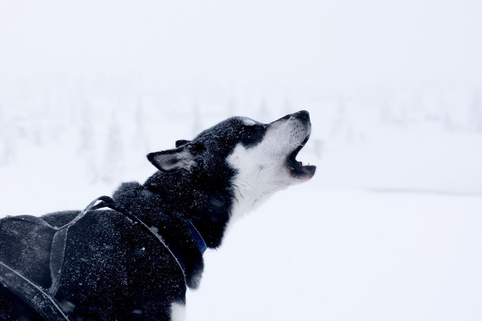 Husky howling in the snow