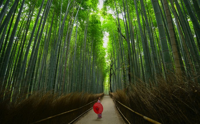Woman with Red Parasol in Kyoto Bamboo Forest