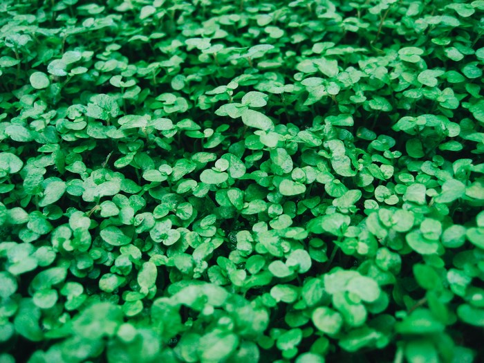 Close-up of a dense field of small green leaves