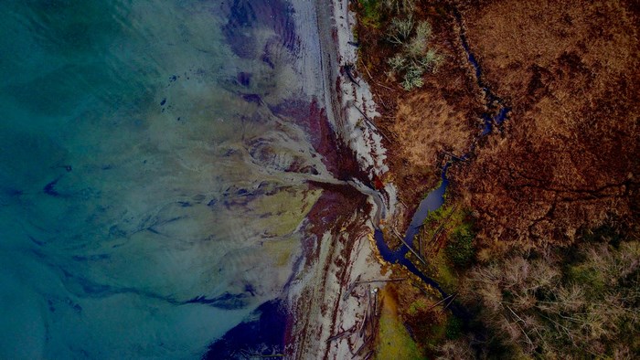 Aerial view of a coast with water and trees