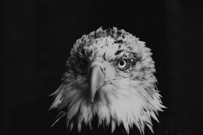 Black and white portrait of a bald eagle